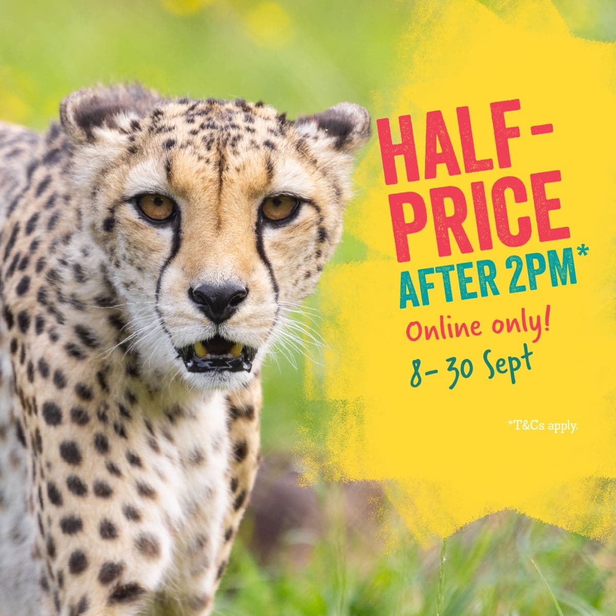 Cheetah in grass with text: "Half-price after 2PM, online only, 8-30 Sept." Bright colors and small print: "*T&Cs apply."