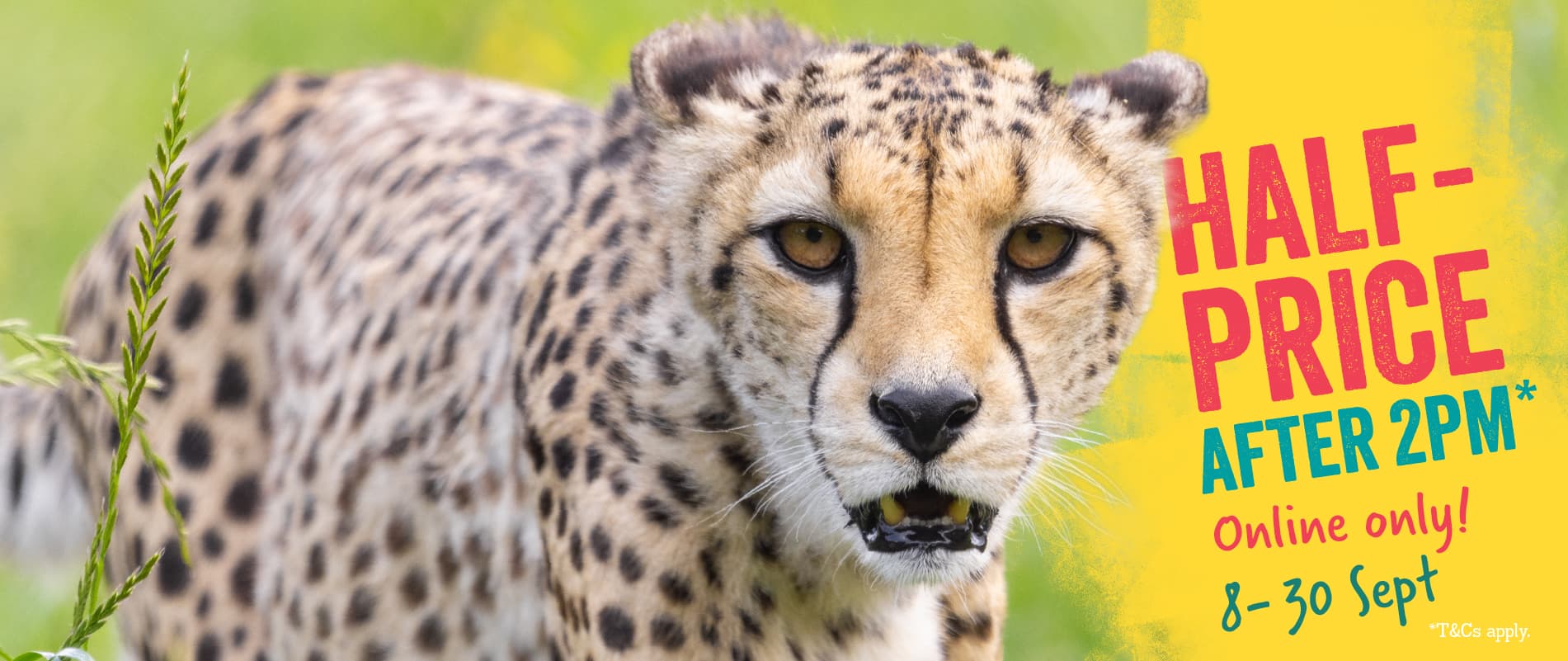Close-up of a cheetah with a promotional banner reading "Half-Price After 2PM, Online Only! 8-30 Sept" on a yellow background.