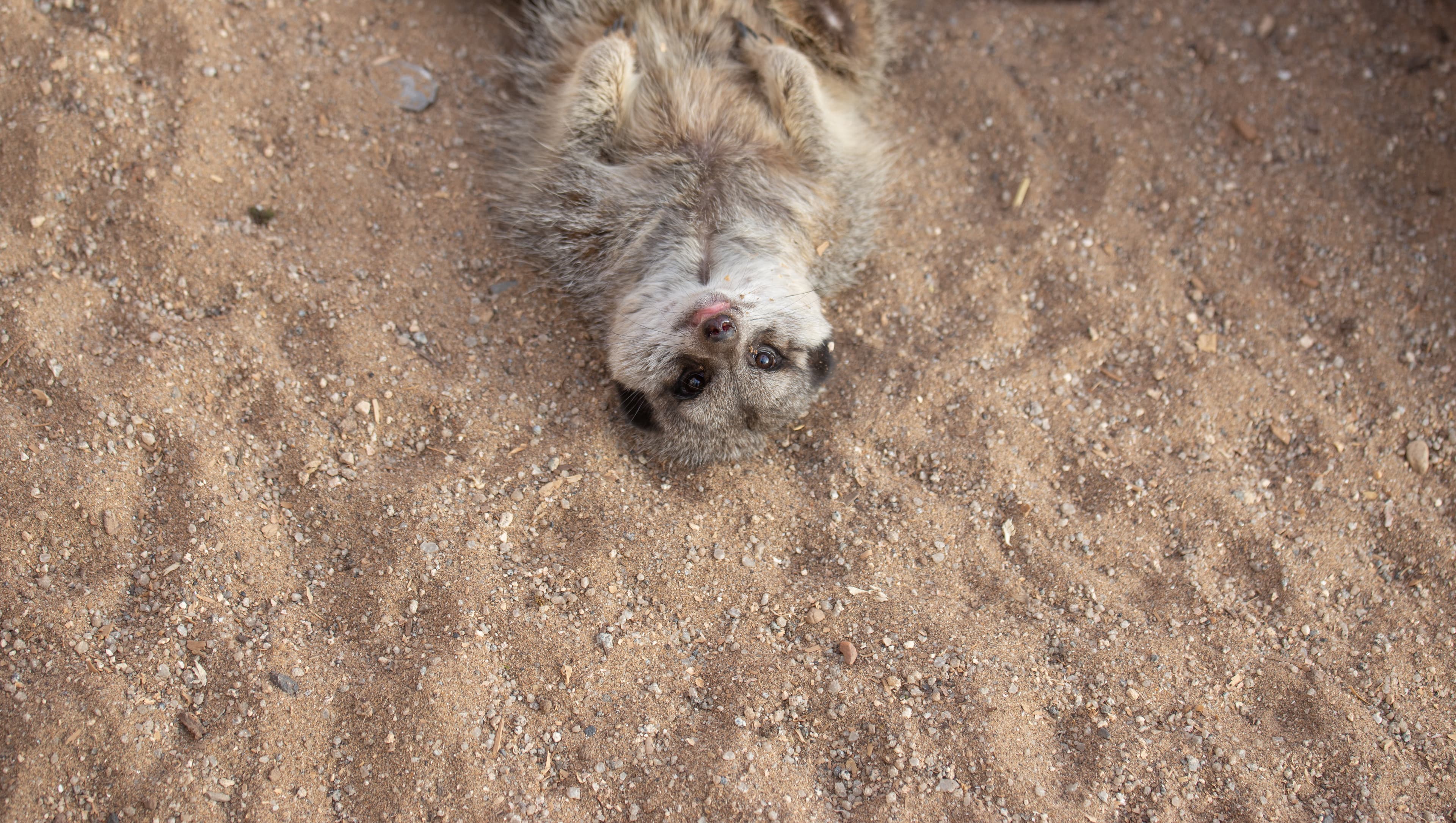 A meerkat center frame upside down looking directly at the camera, lying on sandy floor with its tongue out.
