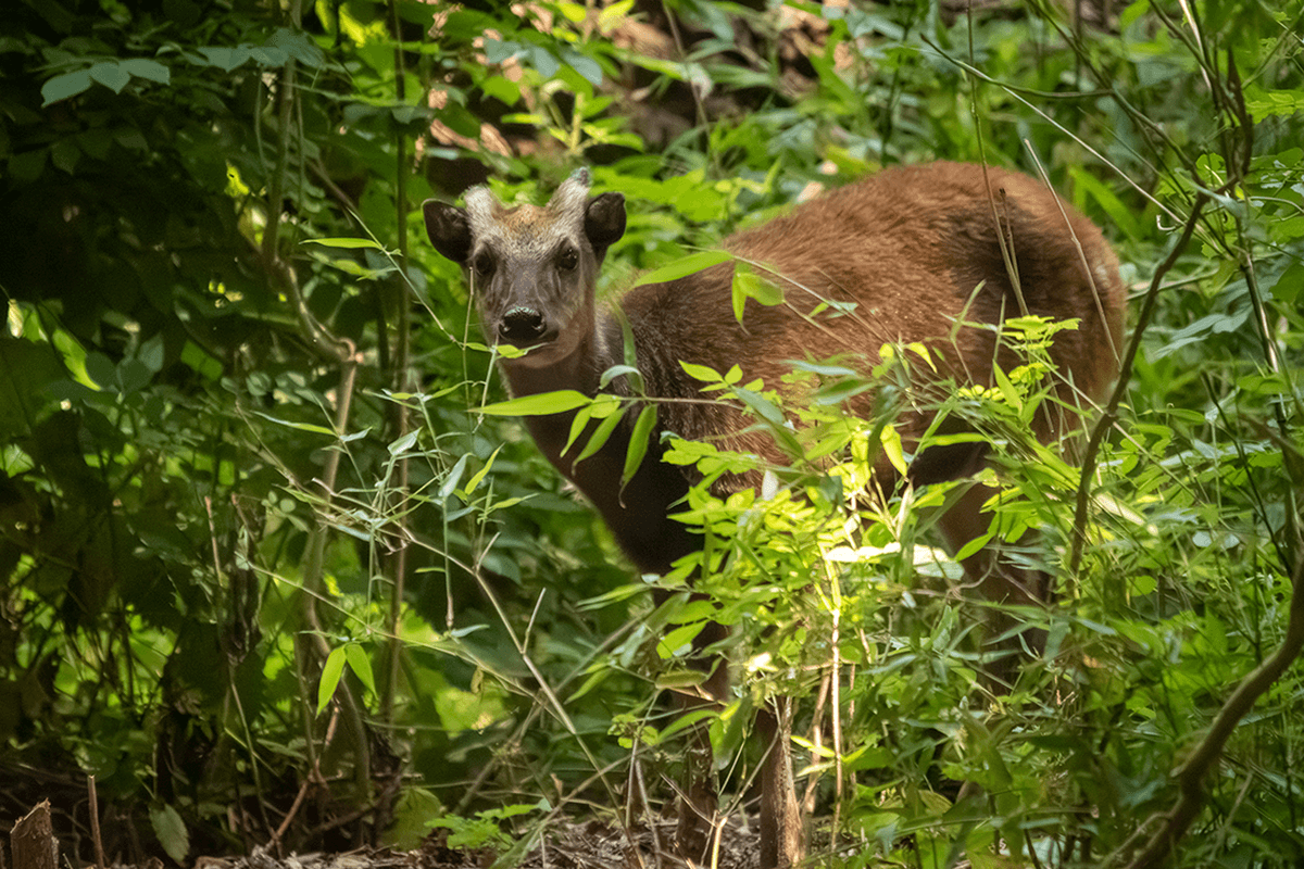 A spotted deer looks at the camera in between leaves.