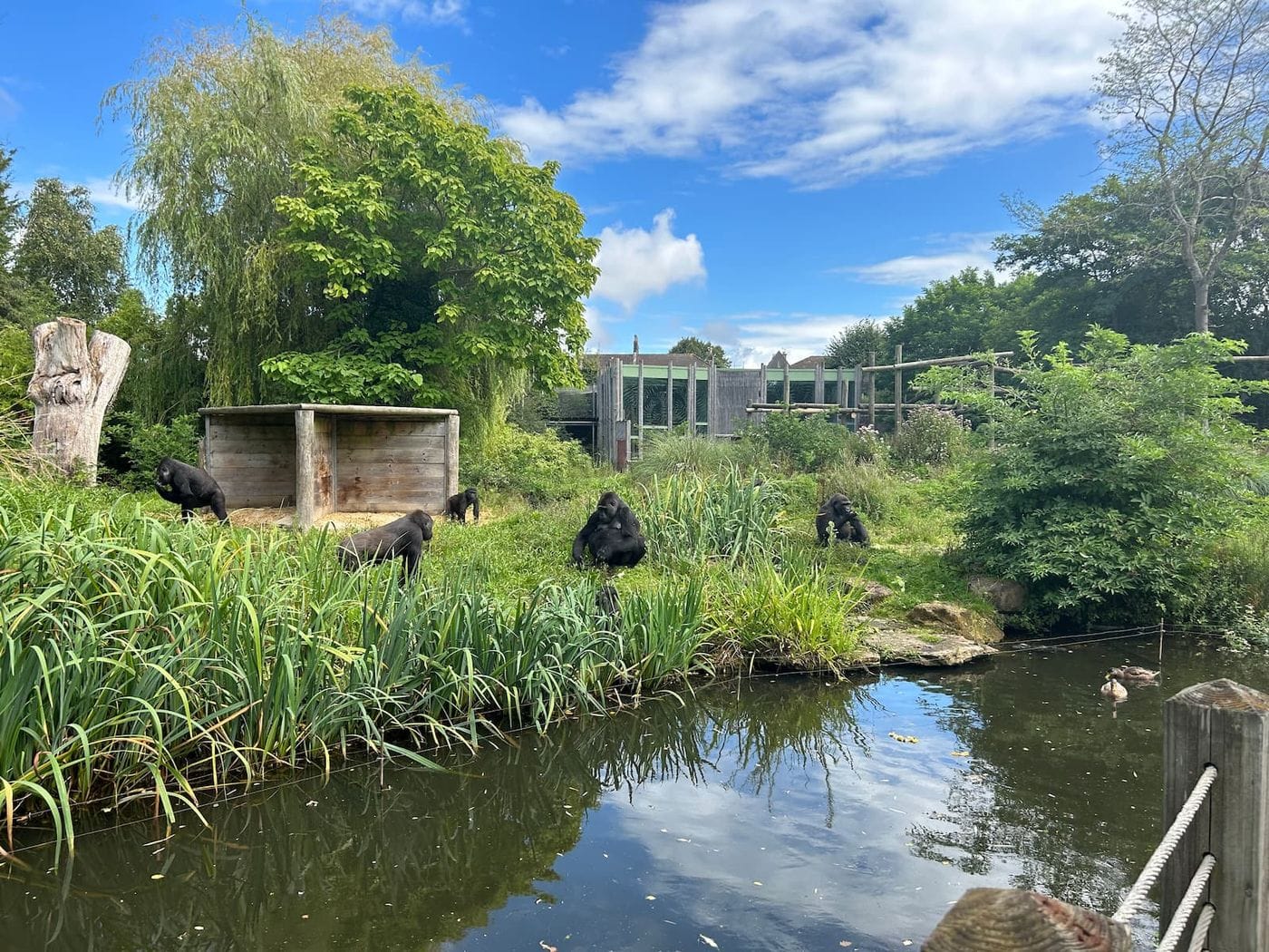 Five gorillas sat on a piece of green land with a moat in front of them and foliage, bushes and trees all around